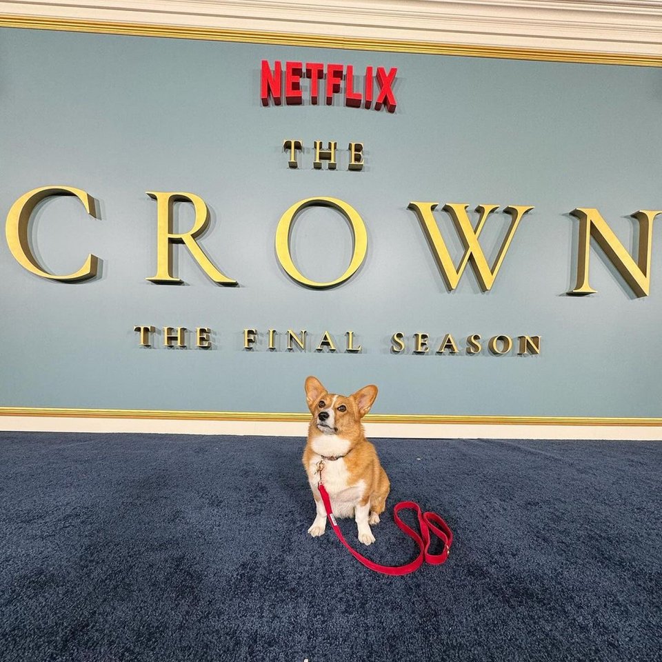 To corgi ποζάρει στον φακό