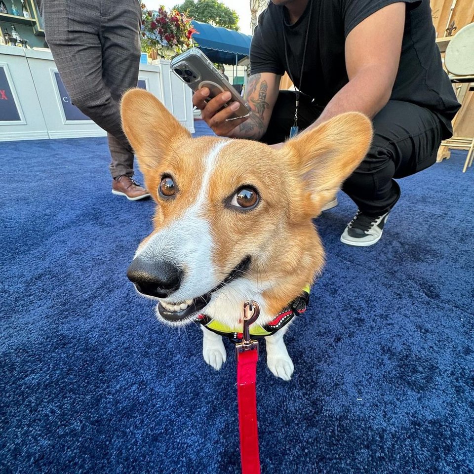 To απίθανο corgi Ziggy από κοντά