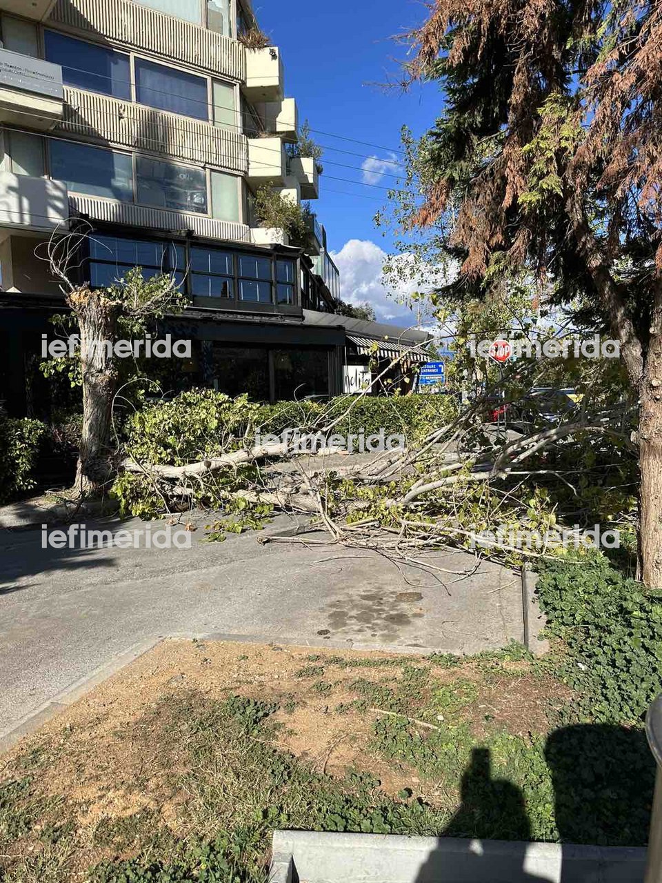 Πτώση δέντρου στο Νέο Ψυχικό