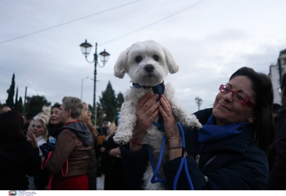 Συγκέντρωση διαμαρτυρίας στο Σύνταγμα για το αδικοχαμένο Χάσκι Όλιβερ / Φωτογραφία: Intime -ΜΗΤΣΑΚΟΣ ΔΗΜΗΤΡΗΣ
