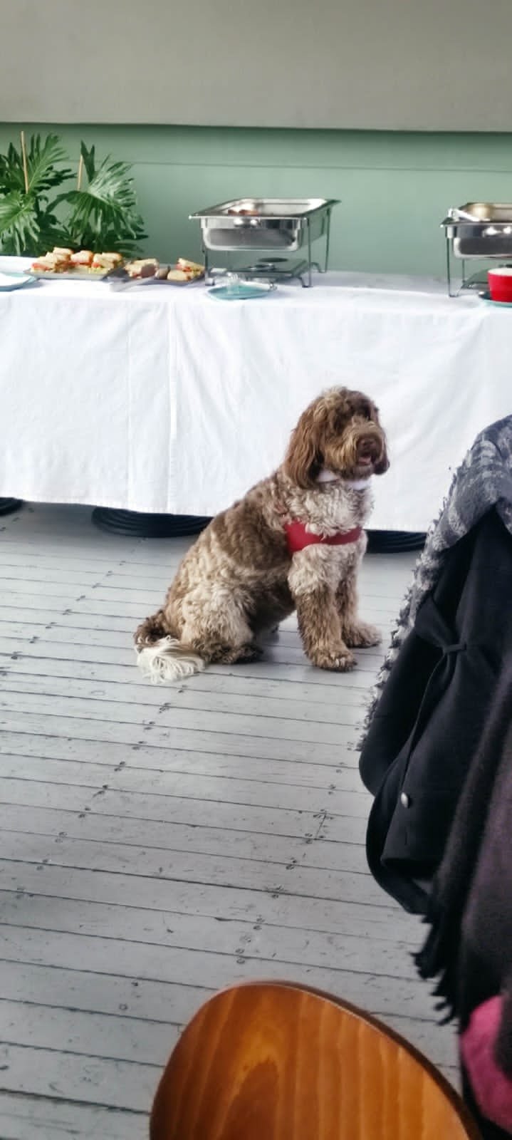 Για καφέ και κρασί με τους δημοσιογράφους ο Κασσελάκης -Μαζί και η Φάρλι με σκουφάκι Αγιου Βασίλη [εικόνες]