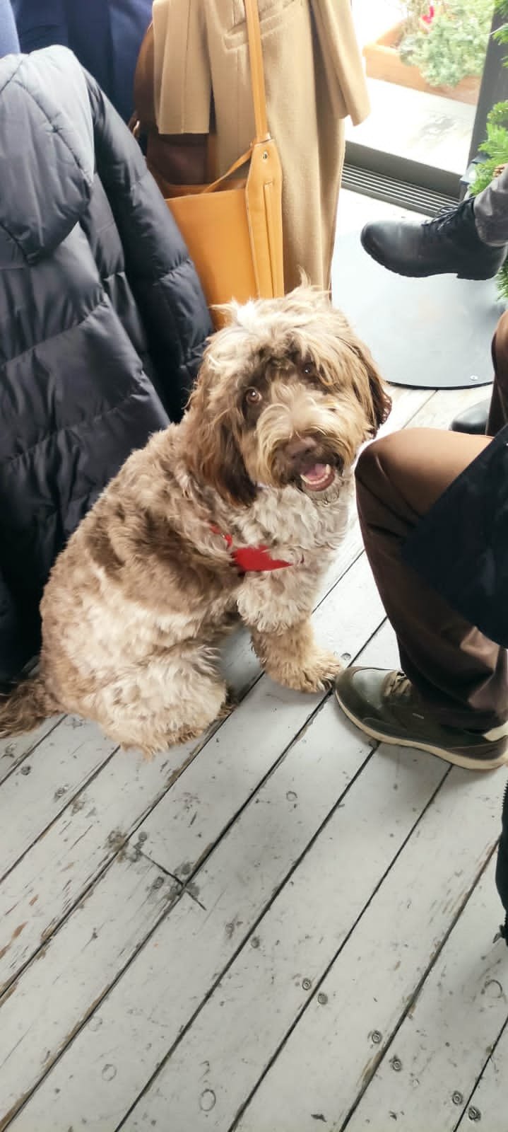 Για καφέ και κρασί με τους δημοσιογράφους ο Κασσελάκης -Μαζί και η Φάρλι με σκουφάκι Αγιου Βασίλη [εικόνες]