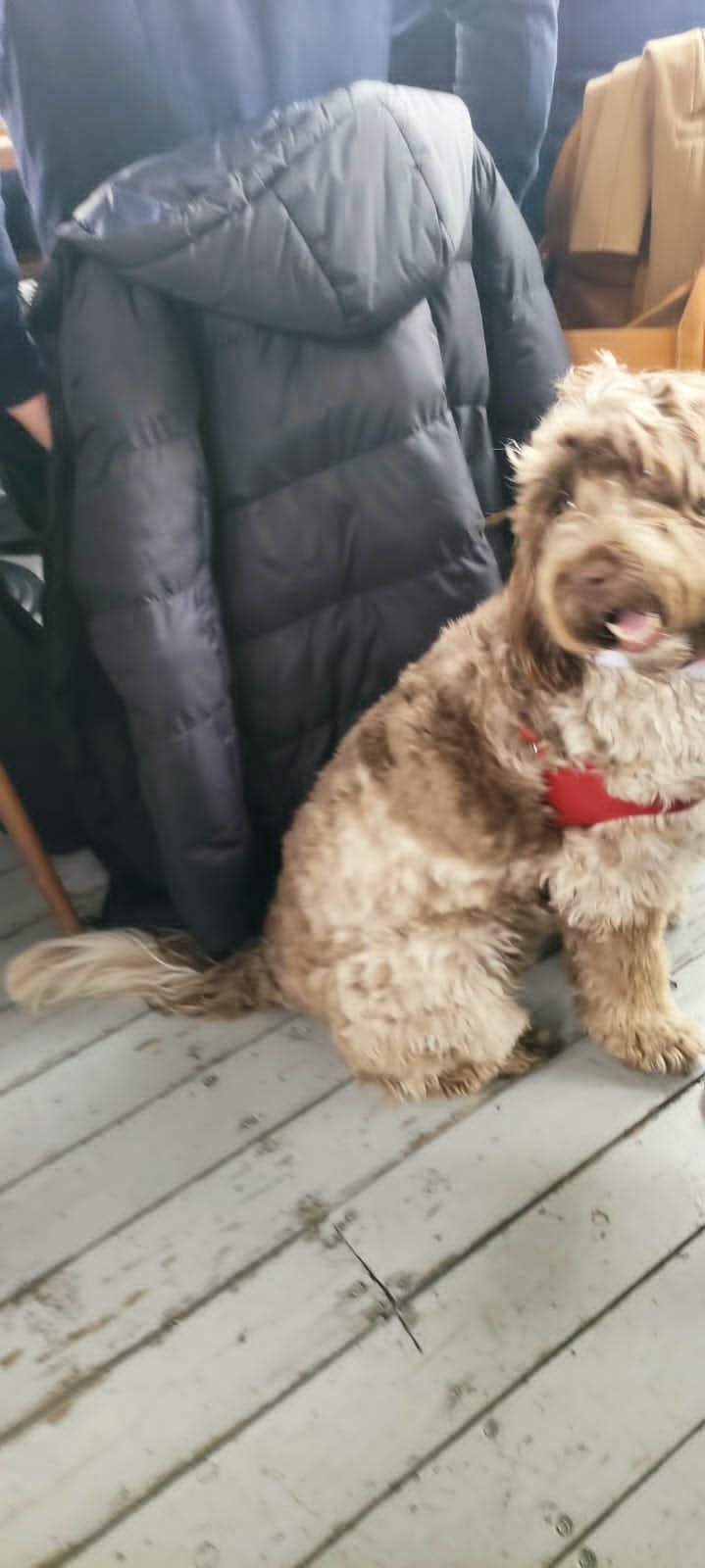 Για καφέ και κρασί με τους δημοσιογράφους ο Κασσελάκης -Μαζί και η Φάρλι με σκουφάκι Αγιου Βασίλη [εικόνες]