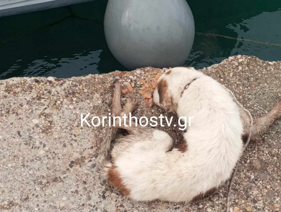 Φωτογραφία korinthostv.gr