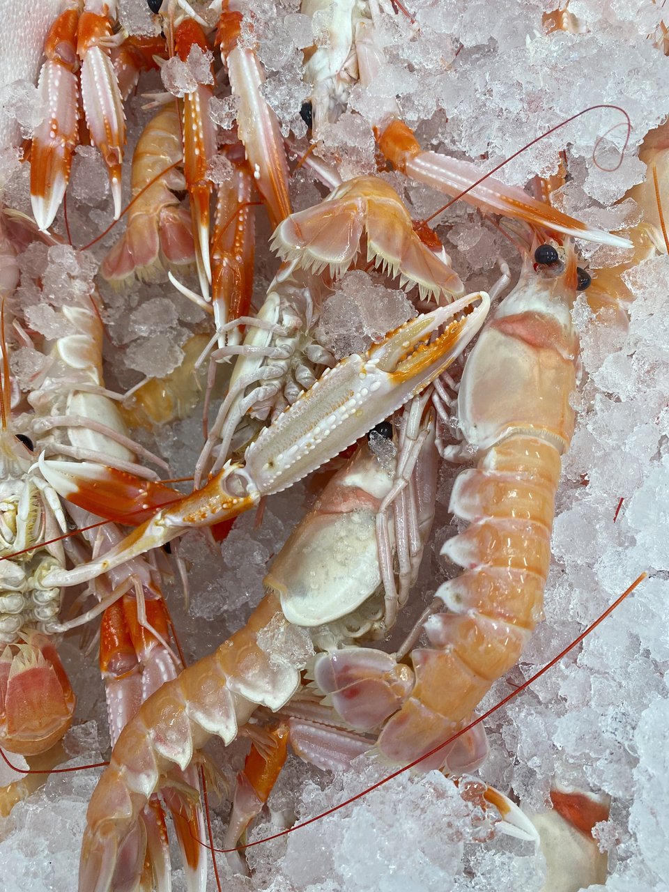 Καραβίδες στο συσκευαστήριο της οικογένειας Κατσικάκη. 