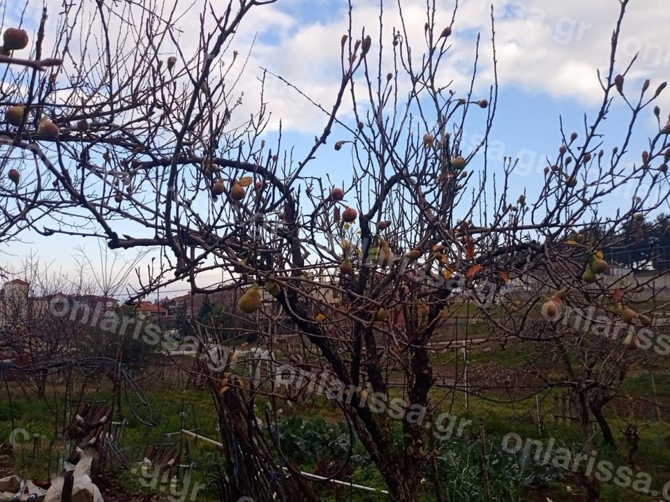 αχλάδια