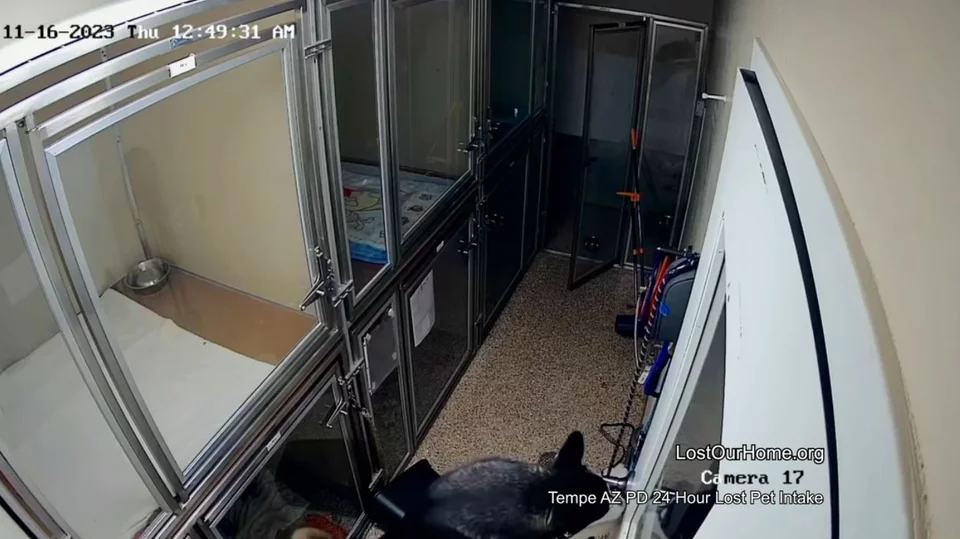O σκύλος βγαίνει από το χώρο που βρίσκονται τα κλουβιά με τα ζώα 