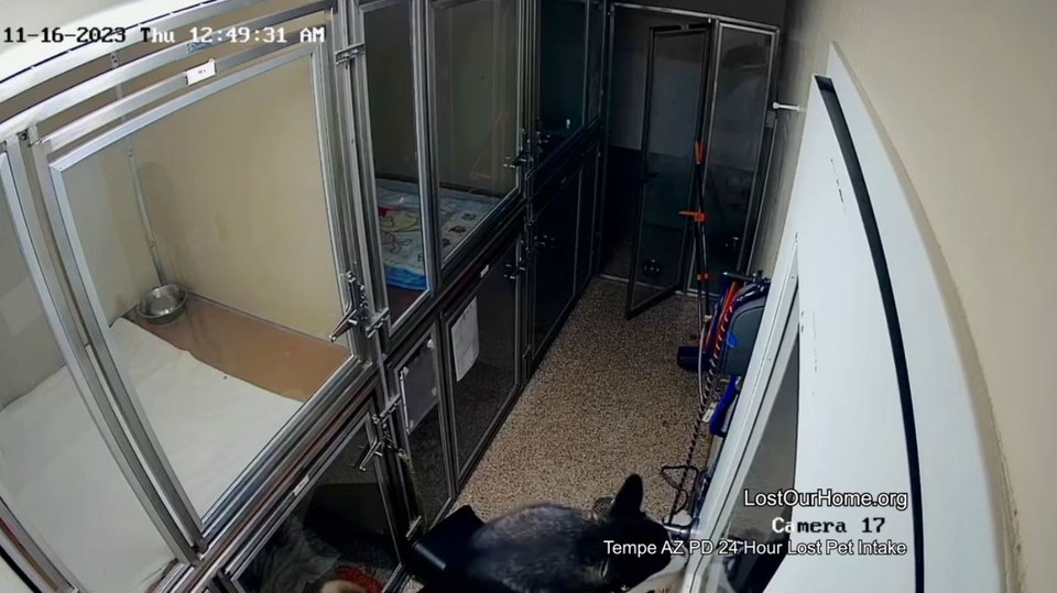 O σκύλος βγαίνει από το χώρο που βρίσκονται τα κλουβιά με τα ζώα