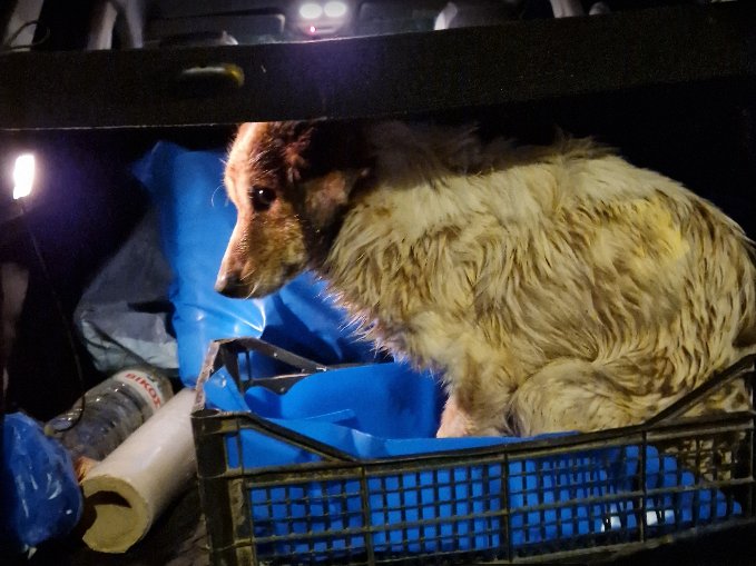 Σκύλος στη Μεσσηνία που έπεσε σε πηγάδι σώθηκε κατά τύχη από γεωλόγους / Φωτογραφία: messinialive