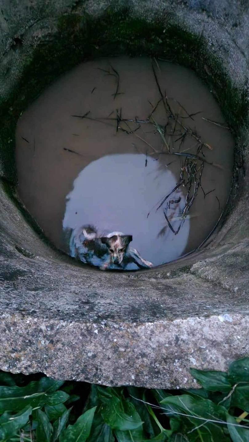 Σκύλος στη Μεσσηνία που έπεσε σε πηγάδι σώθηκε κατά τύχη από γεωλόγους / Φωτογραφία: messinialive
