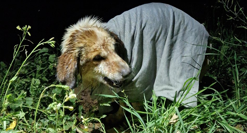 Σκύλος στη Μεσσηνία που έπεσε σε πηγάδι σώθηκε κατά τύχη από γεωλόγους / Φωτογραφία: messinialive