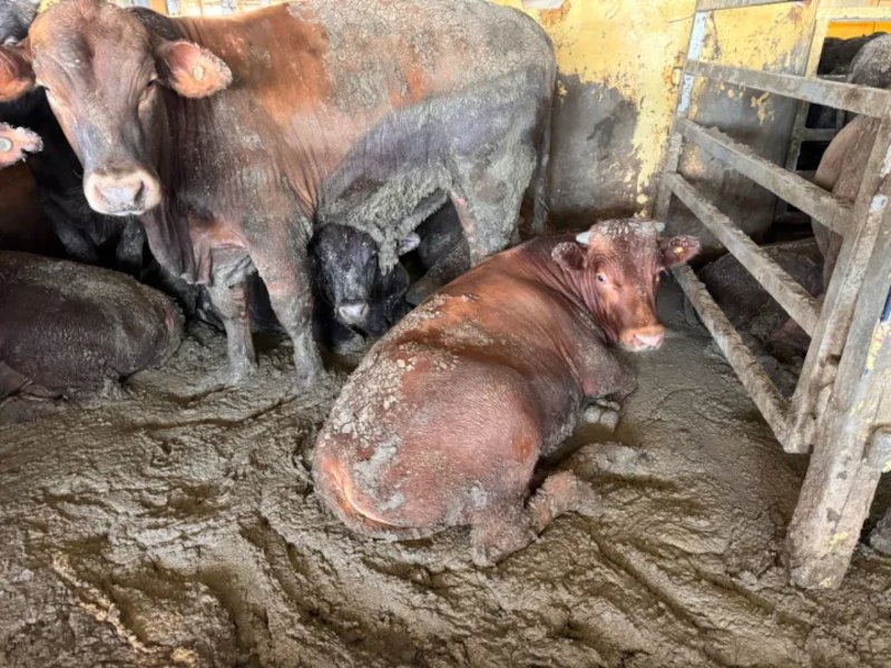 Επιθεωρητές του SPCA στο πλαίο μεταφοράς βοοειδών που ελλιμενίστηκε στο Cape Town