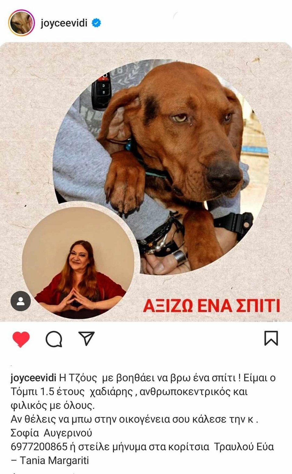 αναρτηση σκυλος