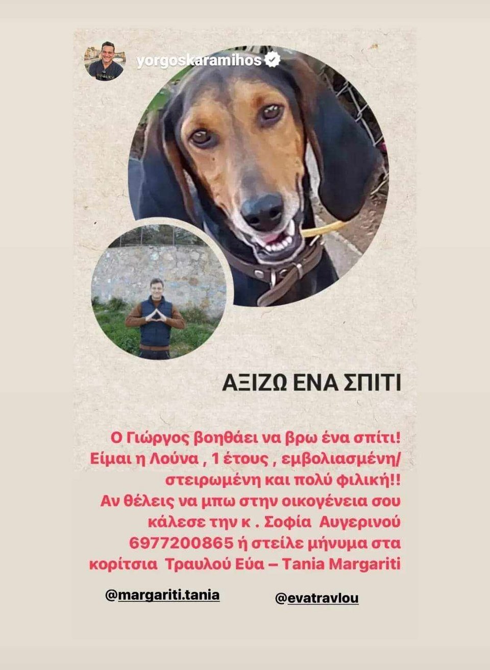 αναρτηση σκυλος