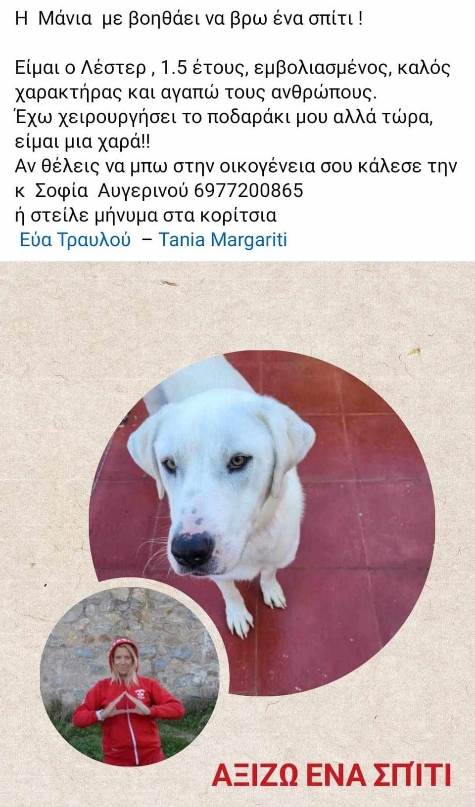 αναρτηση σκυλος