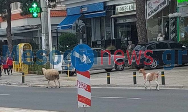 Πρόβατο και κατσικάκι βγήκαν για... βόλτα στην παραλιακή