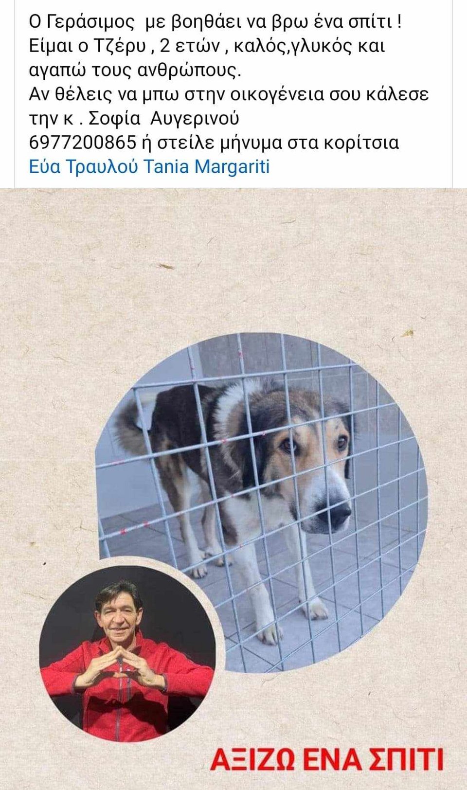 αναρτηση σκυλος