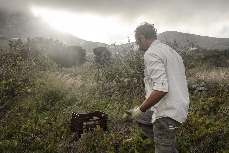 Στιγμιότυπο από τον φθινοπωρινό τρύγο.