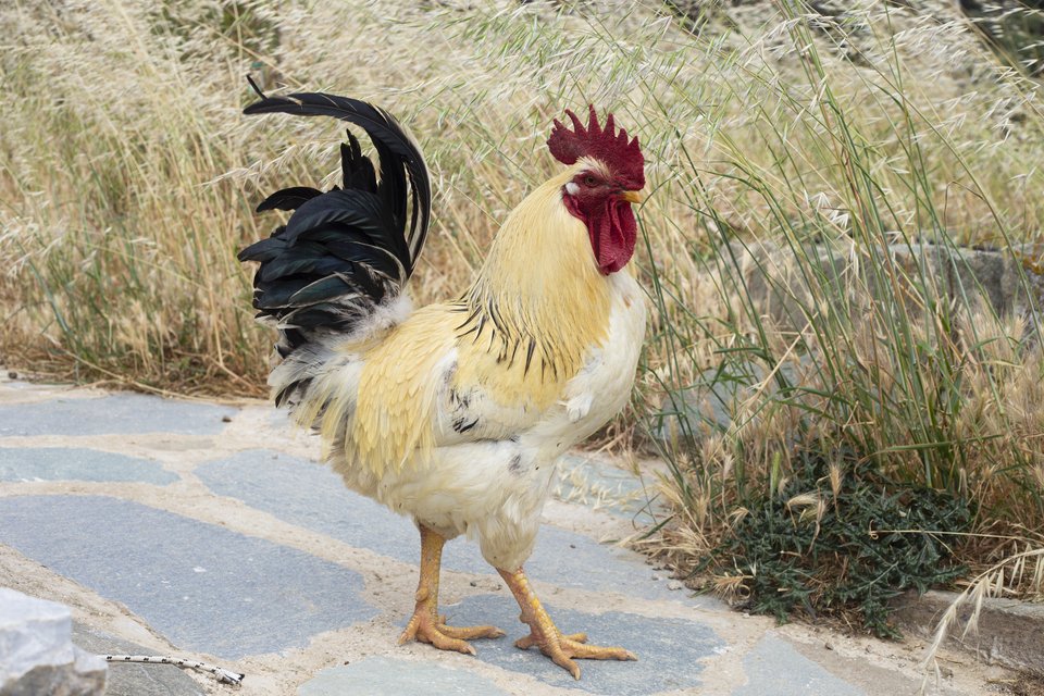 Ένας κόκορας στο κτήμα.