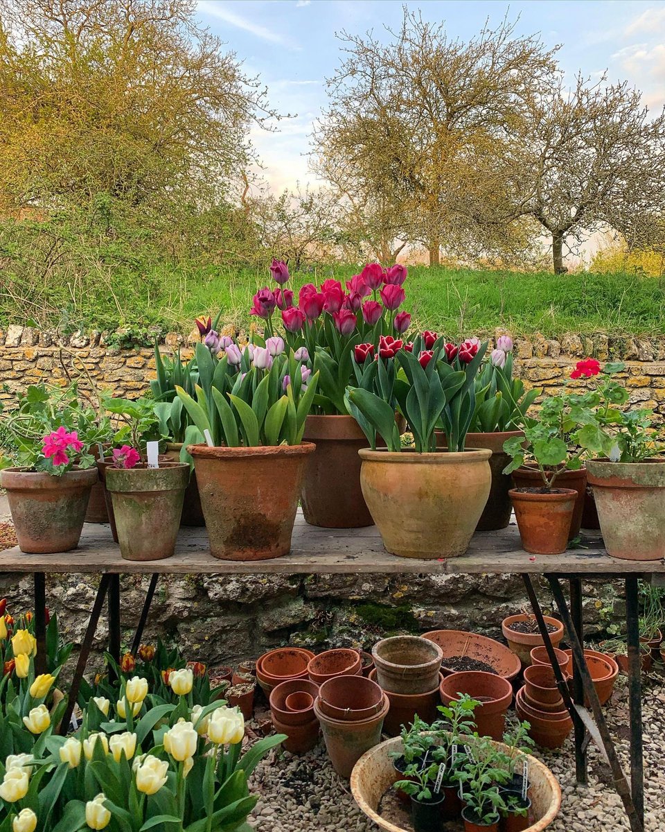 Τουλίπες στις γλάστρες της αυλής / Φωτογραφία: sean_anthony_pritchard/Instagram