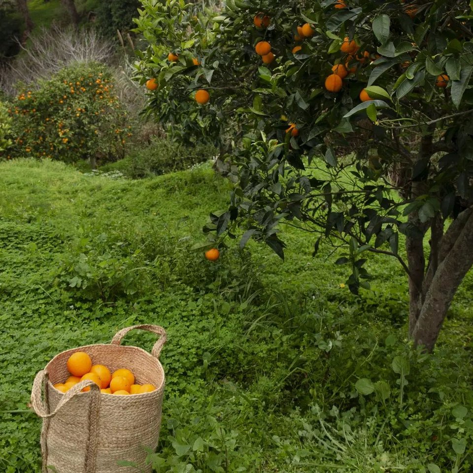 Τα πορτοκάλια και τα νεράτζια μαζεύονται για να γίνουν μαρμελάδα.