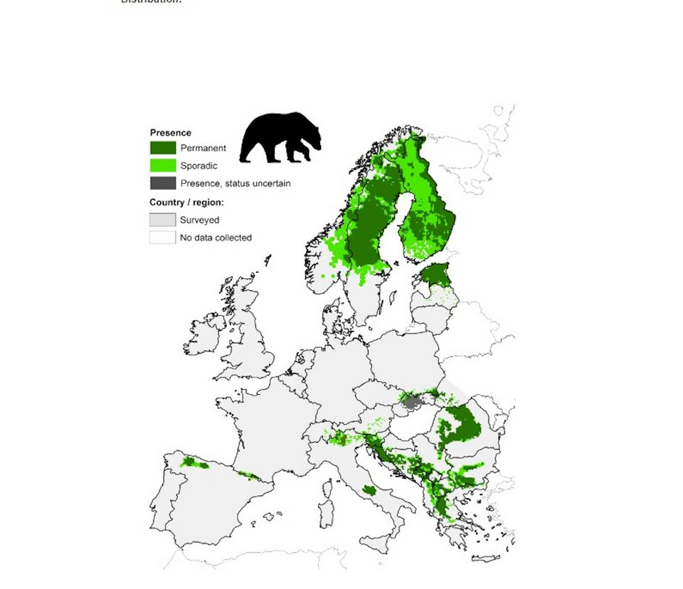 Οι καφέ αρκούδες στην Ευρώπη