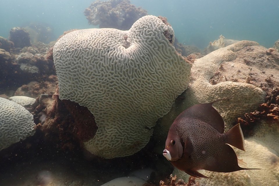 Στη φωτογραφία του NOAA,φαίνονται κοράλλια να παρουσιάζουν σημάδια λεύκανσης στους βράχους Cheeca Rocks στα ανοικτά των ακτών της Islamorada, στη Φλόριντα, στις 23 Ιουλίου 2023 / Φωτογραφία: Andrew Ibarra/NOAA via AP