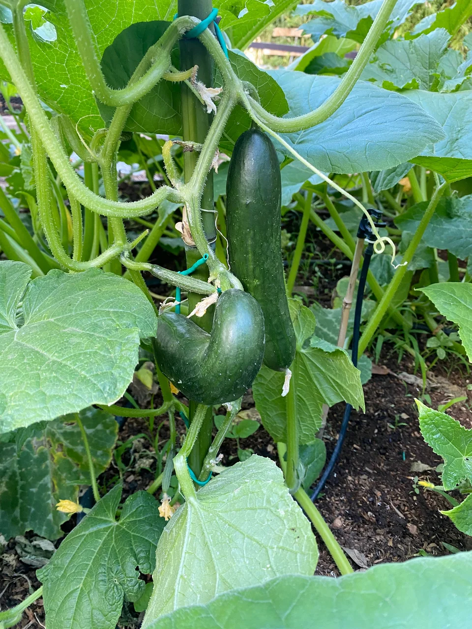 Αγγουράκια στο μποστάνι / Φωτογραφία: Μάνος Λειβαδάρος/iefimerida