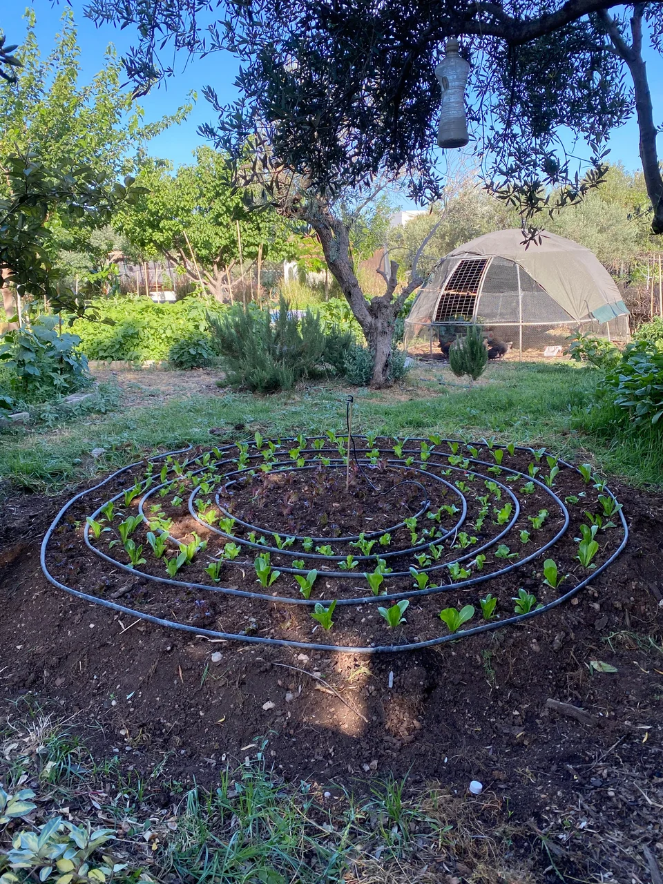 Ένα από τα μποστάνια με νέα καλλιέργεια και πίσω το κοτοτρακτέρ της Περμακουλτούρας / Φωτογραφία: Μάνος Λειβαδάρος/iefimerida