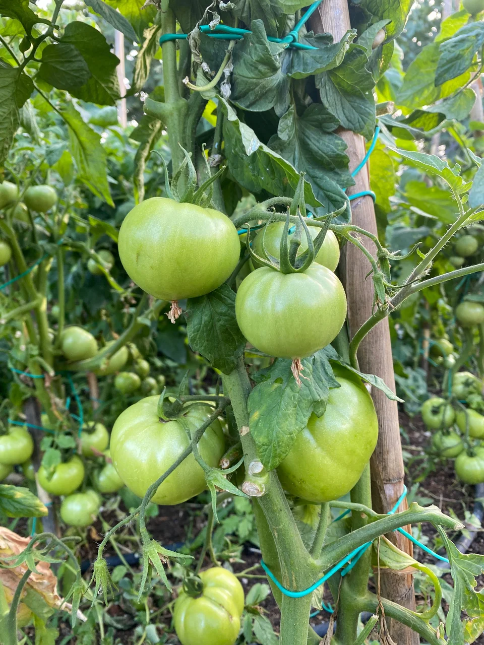 Οι ντοματιές στο μποστάνι / Φωτογραφία: Μάνος Λειβαδάρος/iefimerida