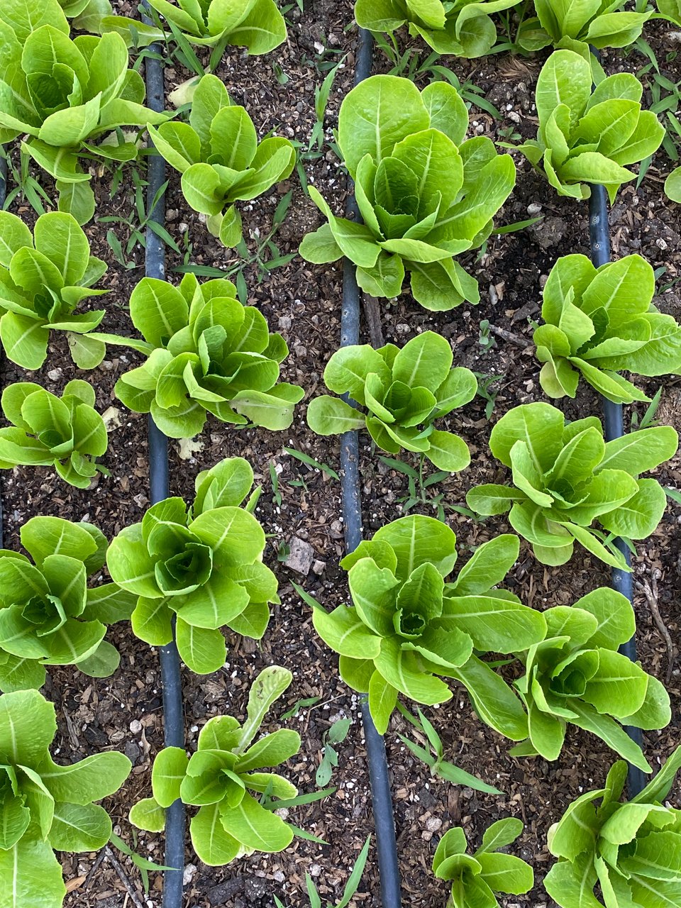 Φρεσκα μαρουλάκια στα μποστάνια / Φωτογραφία: Μάνος Λειβαδάρος/iefimerida 