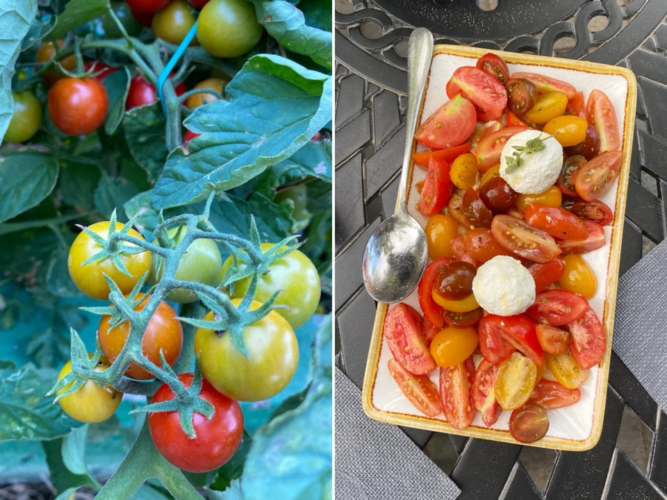 Τα ντοματίνια γίνονται κατευθείαν σαλάτα καλοκαιρινή με μους καπνιστής μελιτζάνας και ξινομυζήθρα / Φωτογραφίες: Μάνος Λειβαδάρος/iefimerida