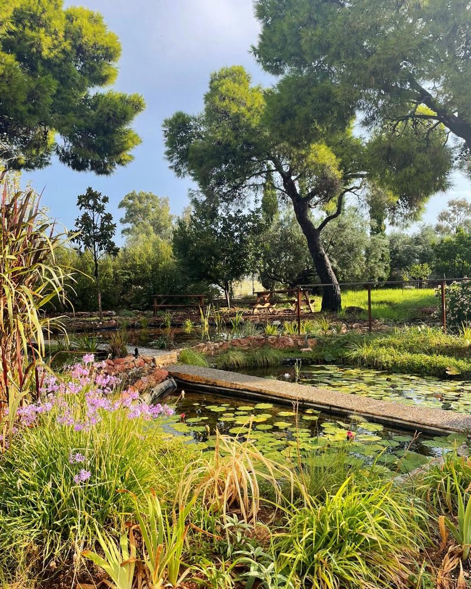 Η λίμνη με τα νούφαρα και τα βατραχάκια / Φωτογραφία: Μάνος Λειβαδάρος/iefimerida