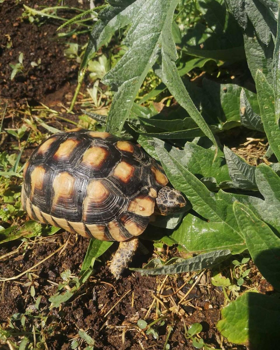 Mια χελώνα στο περιβόλι / Φωτογραφία: Μάνος Λειβαδάρος/iefimerida