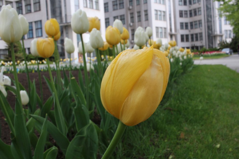  Οι δημοτικές και κρατικές αρχές προσπαθούν να διατηρήσουν την αίσθηση ηρεμίας και ομορφιάς που είχε η πόλη πριν τον πόλεμο