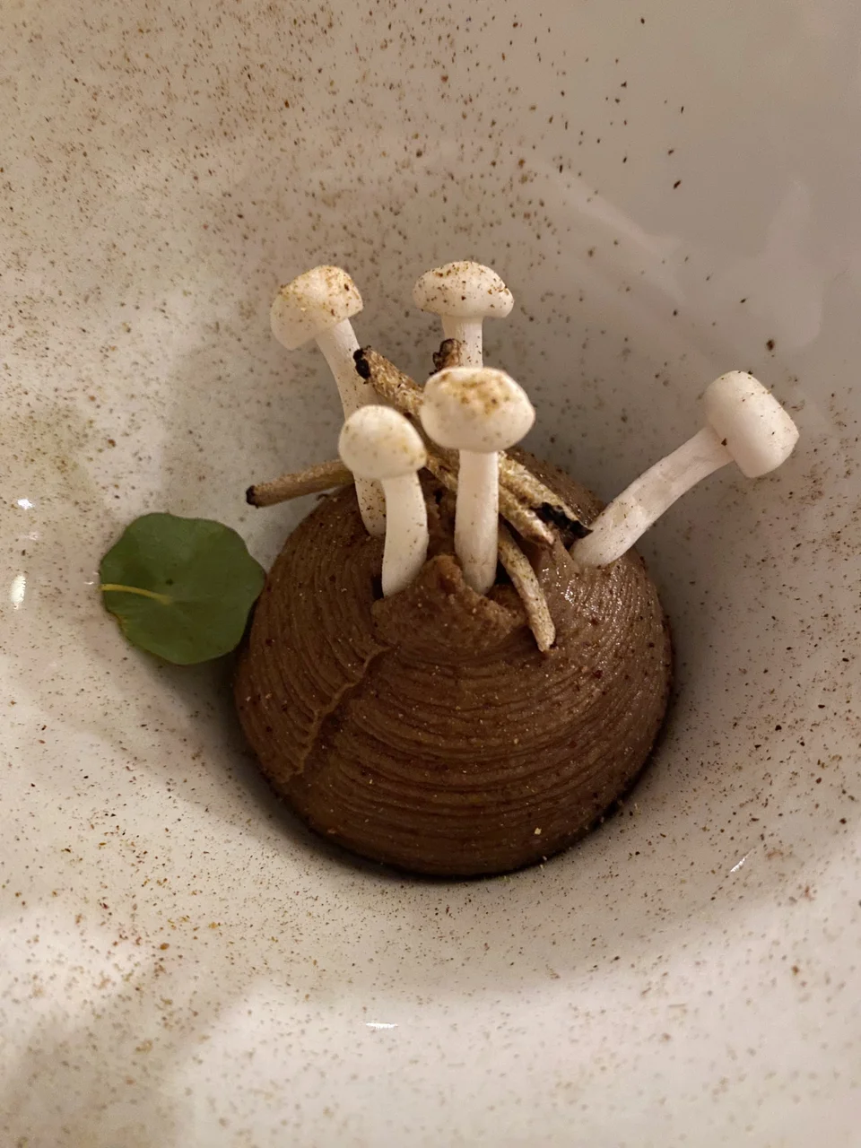 Παρφέ μανιταριών