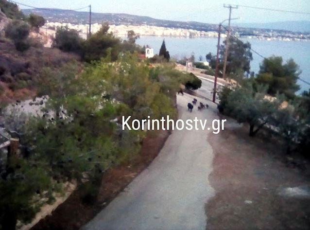 Λουτράκι: Κοπάδι αγριογούρουνων έκανε βόλτα σε αυλή σπιτιού [εικόνες]