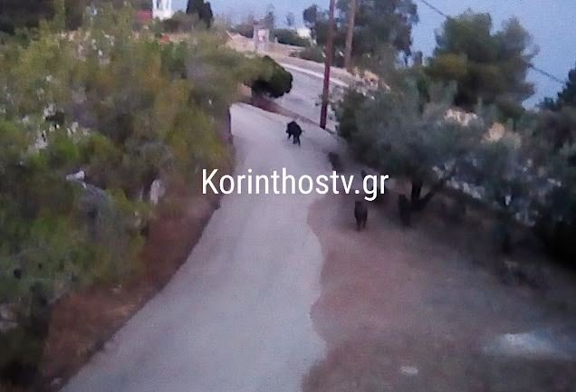 Λουτράκι: Κοπάδι αγριογούρουνων έκανε βόλτα σε αυλή σπιτιού [εικόνες]