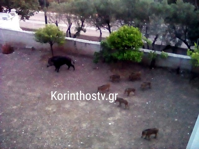 Λουτράκι: Κοπάδι αγριογούρουνων έκανε βόλτα σε αυλή σπιτιού [εικόνες]