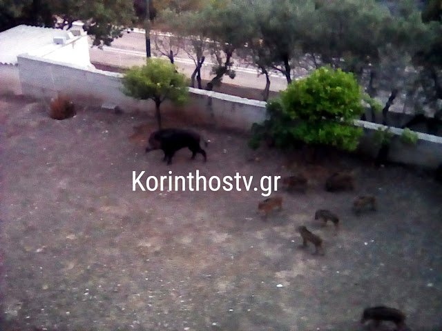 Λουτράκι: Κοπάδι αγριογούρουνων έκανε βόλτα σε αυλή σπιτιού [εικόνες]