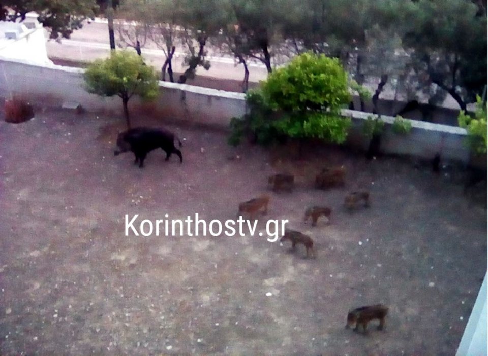 Λουτράκι: Κοπάδι αγριογούρουνων έκανε βόλτα σε αυλή σπιτιού [εικόνες]