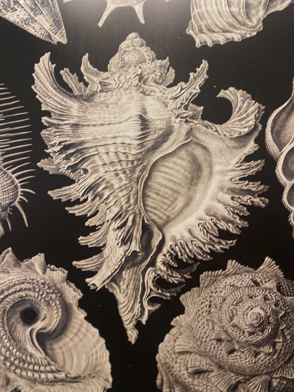 Οστρακοειδή και κοχύλια σε σκίτσα στολίζουν τα κάδρα της σκάλας / Φωτογραφία: Μάνος Λειβαδάρος/iefimerida 