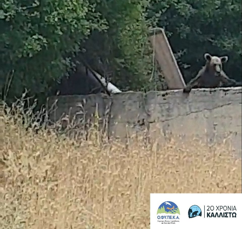 αρκούδα