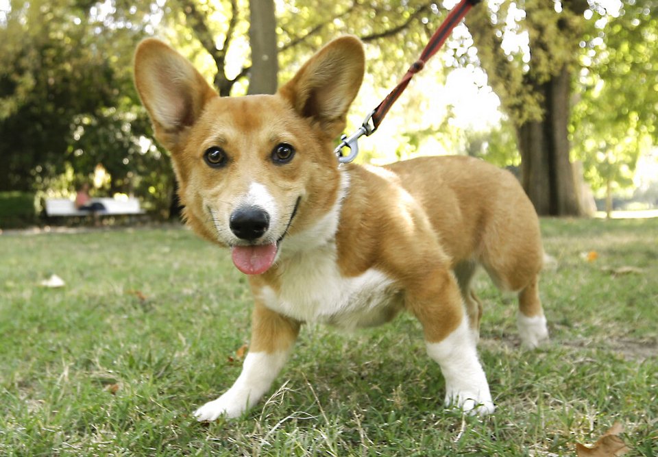 Corgi