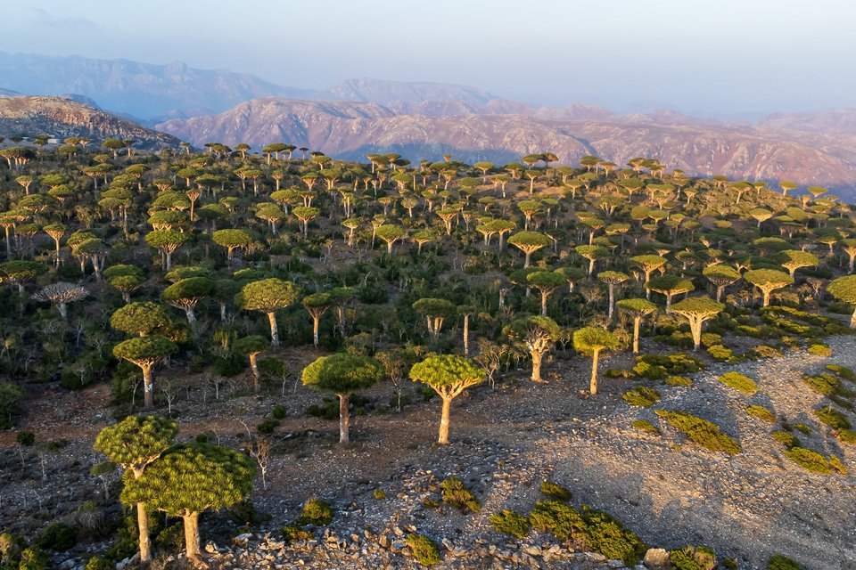 Dragon Trees