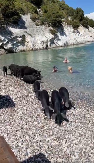 Τα γουρουνάκια αποτελούν ατραξιόν της παραλίας
