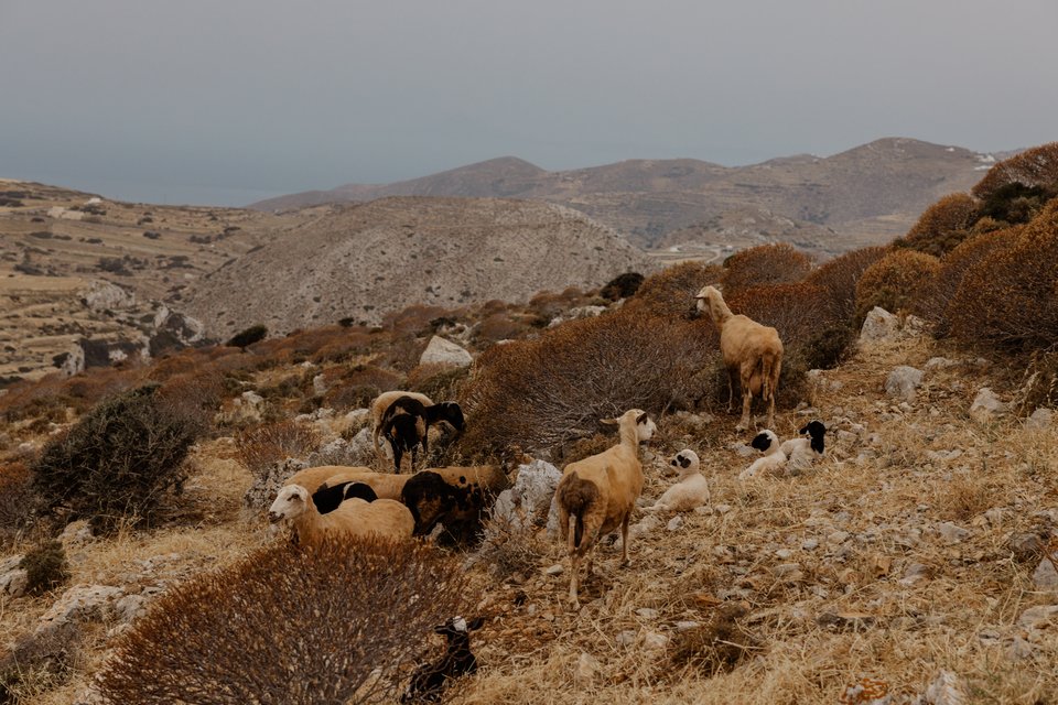 Κατσίκια στις πλαγιές του νησιού