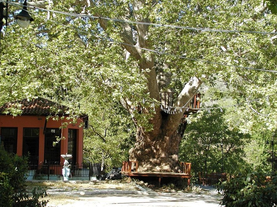 Ο γεροπλάτανος της Αγιάσου