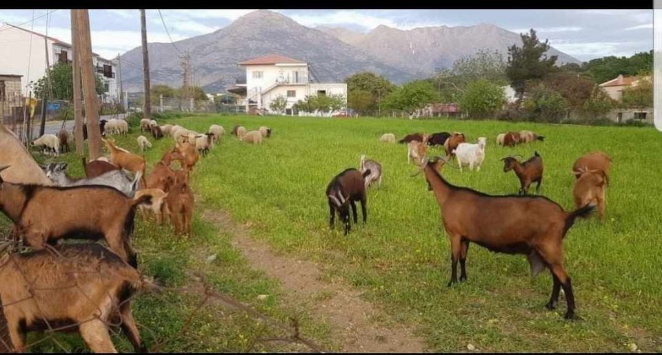 Τα κατσικάκια που έχει στο κτήμα και παίρνει φρέσκο γάλα για τα γλυκά του