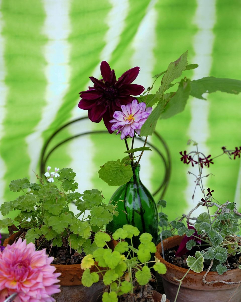 Φέρτε τη φύση σε κάθε γωνιά και δείτε τον χώρο σας να ανθίζει / Φωτογραφία: Courtesy of Designers Guild